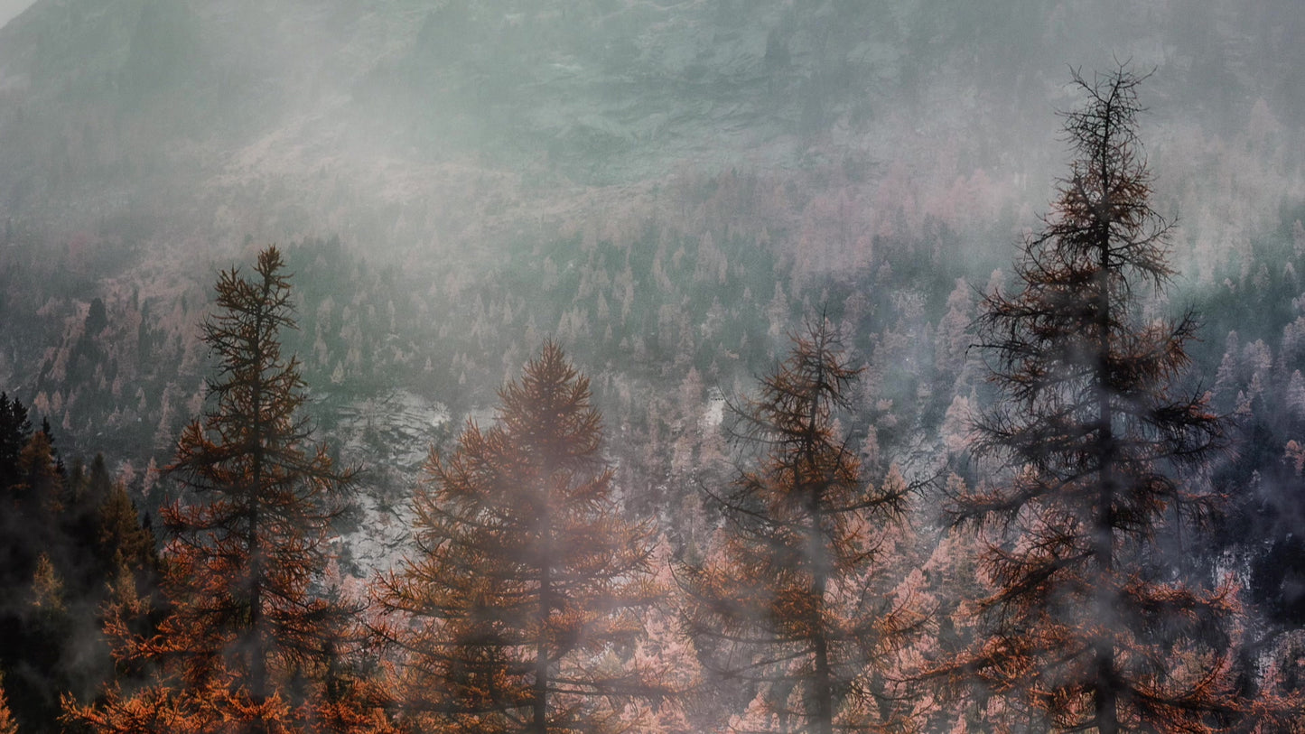 Deep Autumn Treeline Still