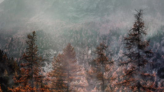 Deep Autumn Treeline Still