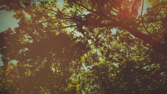 Summer Bright Canopy Still