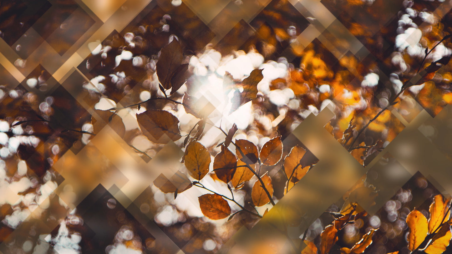 Autumn Journey 01 Still