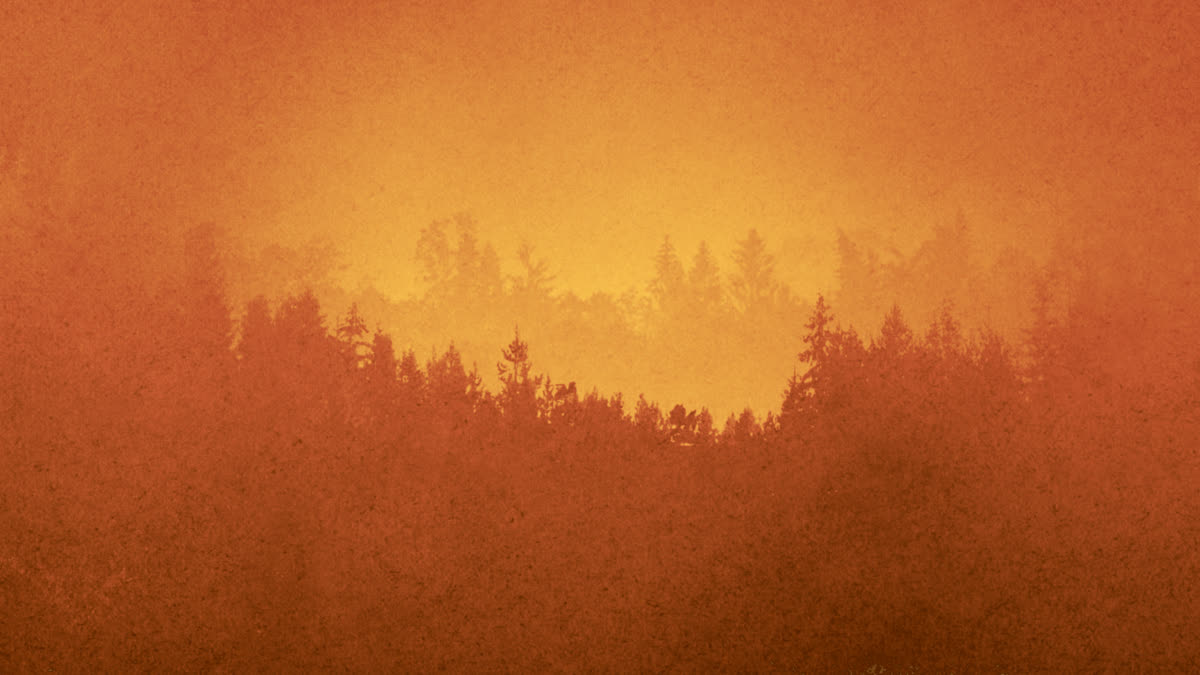 Timberline Still 03