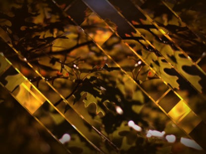 Leaves And Glass
