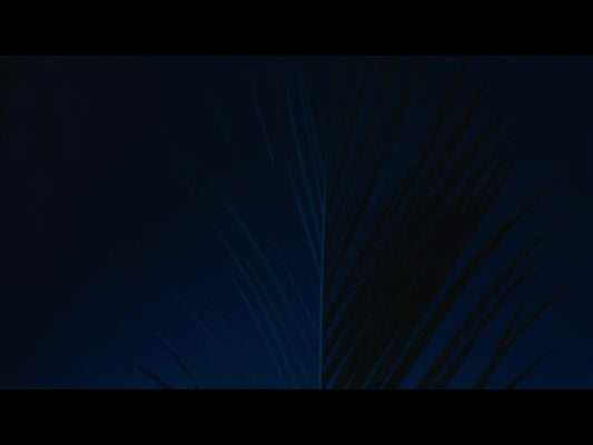 Cinematic Palms Loop 18