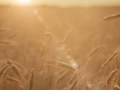Summer Wheat Closeup Blur
