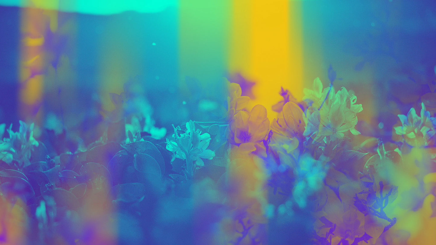 Floral Reflections 03 Still