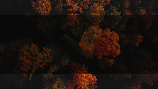 Autumn Foliage 5 Alt