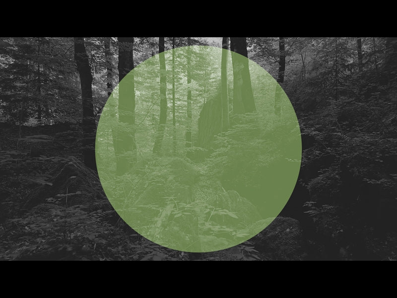 Deep Forest Dense Woods Green Circle