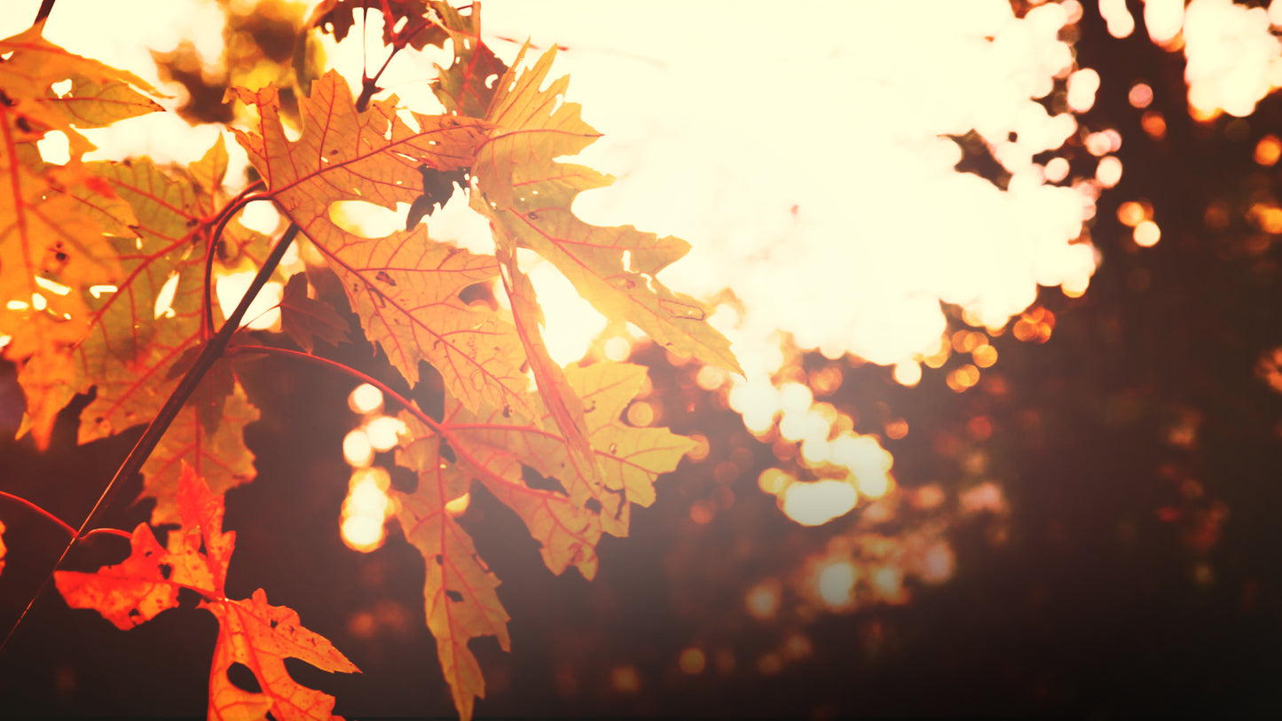 Thanksgiving Light Gold