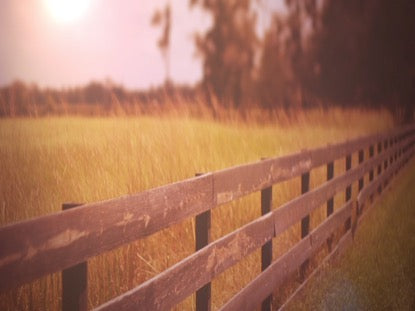 Fall Field 4