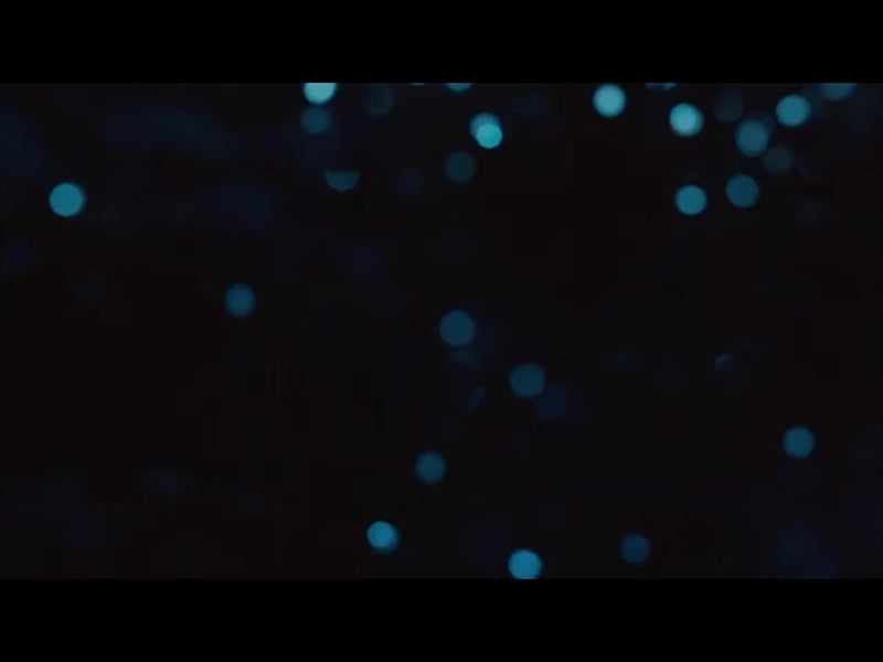 Christmas Lights: 04