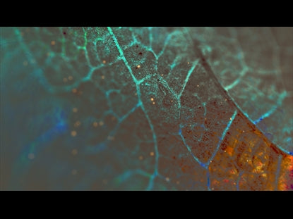 Autumn In Color 1