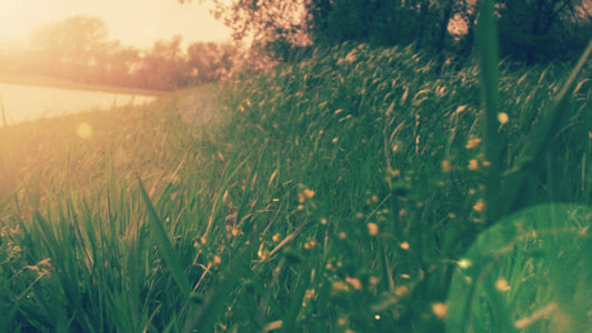 Grassy Nashville