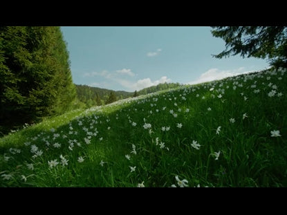 Renew Flower Field