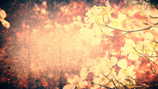 Spring Flowers 03 Still