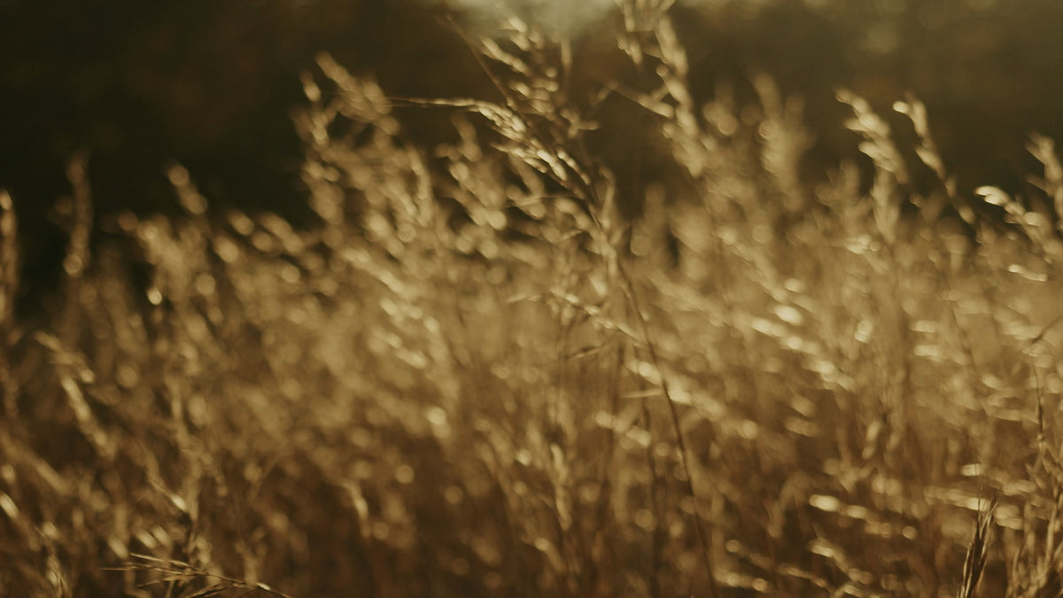 Autumn Meadow Still 11