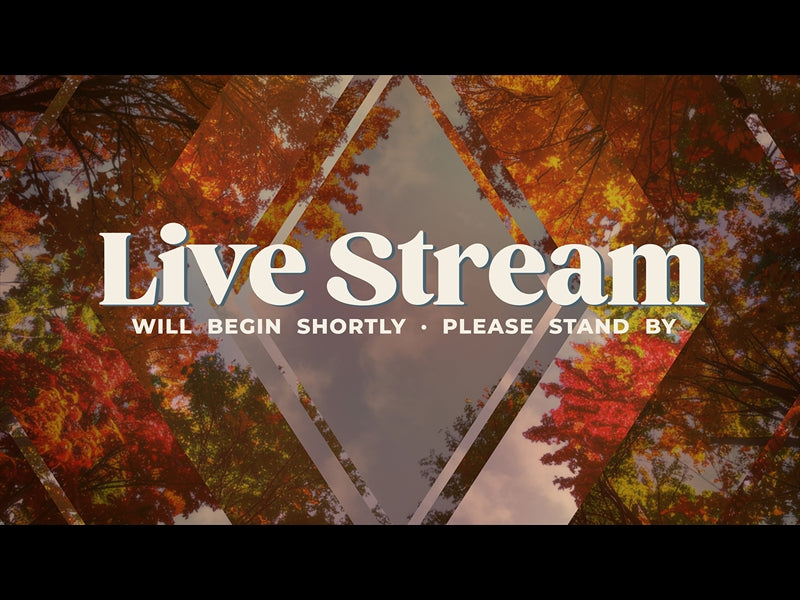 Fall Trees Live Stream