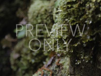 Moss Drips