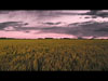 Wheat Field