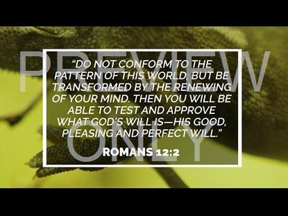 Chameleon  Scripture Still