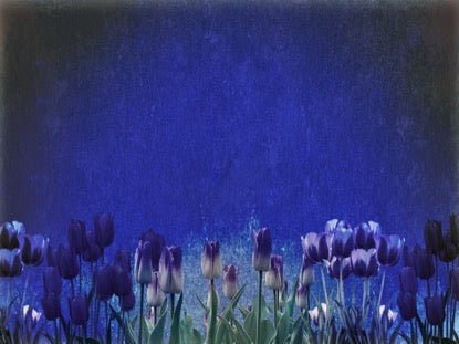 Mothers Day Tulips 1 Motion