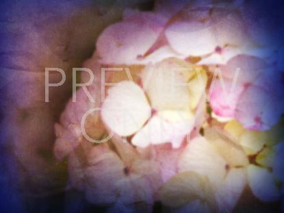 Floral Still 6