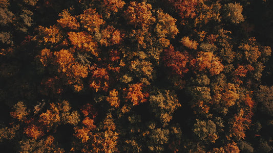 Autumn Foliage 8