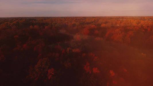 Thanksgiving Flight Forest Still
