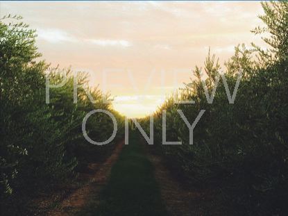 Olives