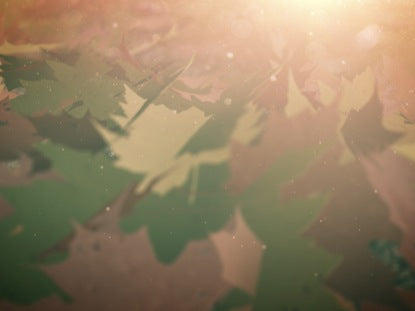Leaves Up Close