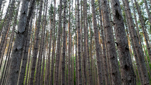 The Forest 4