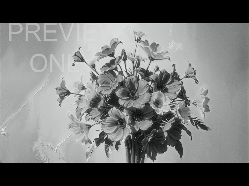 Mothers Day Bw Still 6