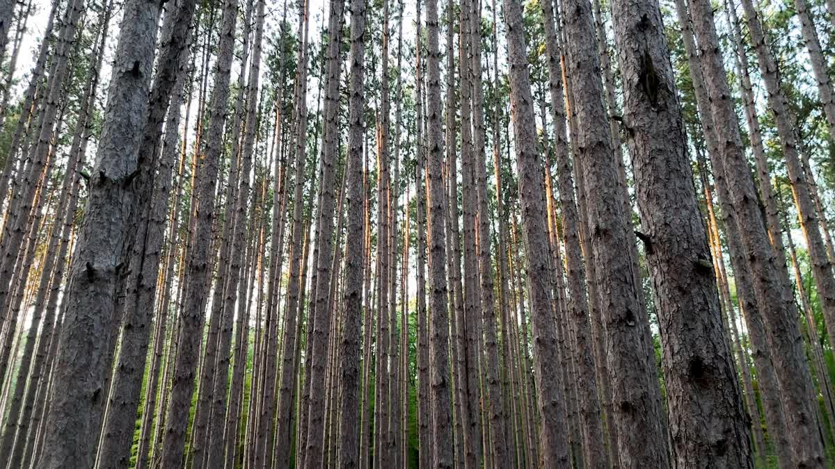 The Forest 4 Still