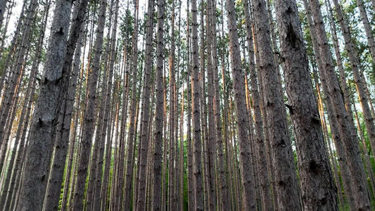 The Forest 4 Still