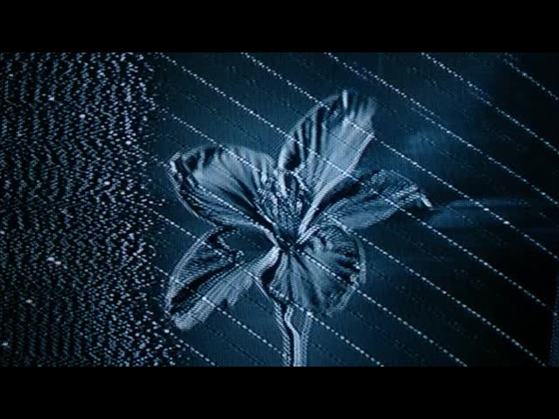 Crt Flowers 1