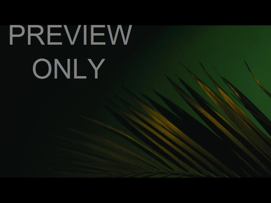 Cinematic Palms Still 13