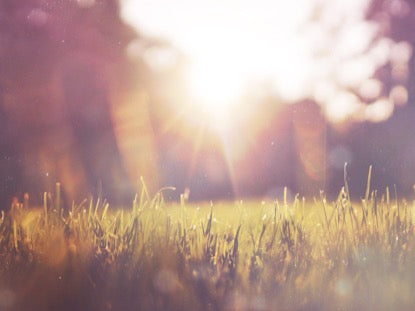 Sunlit Grass 1 Motion