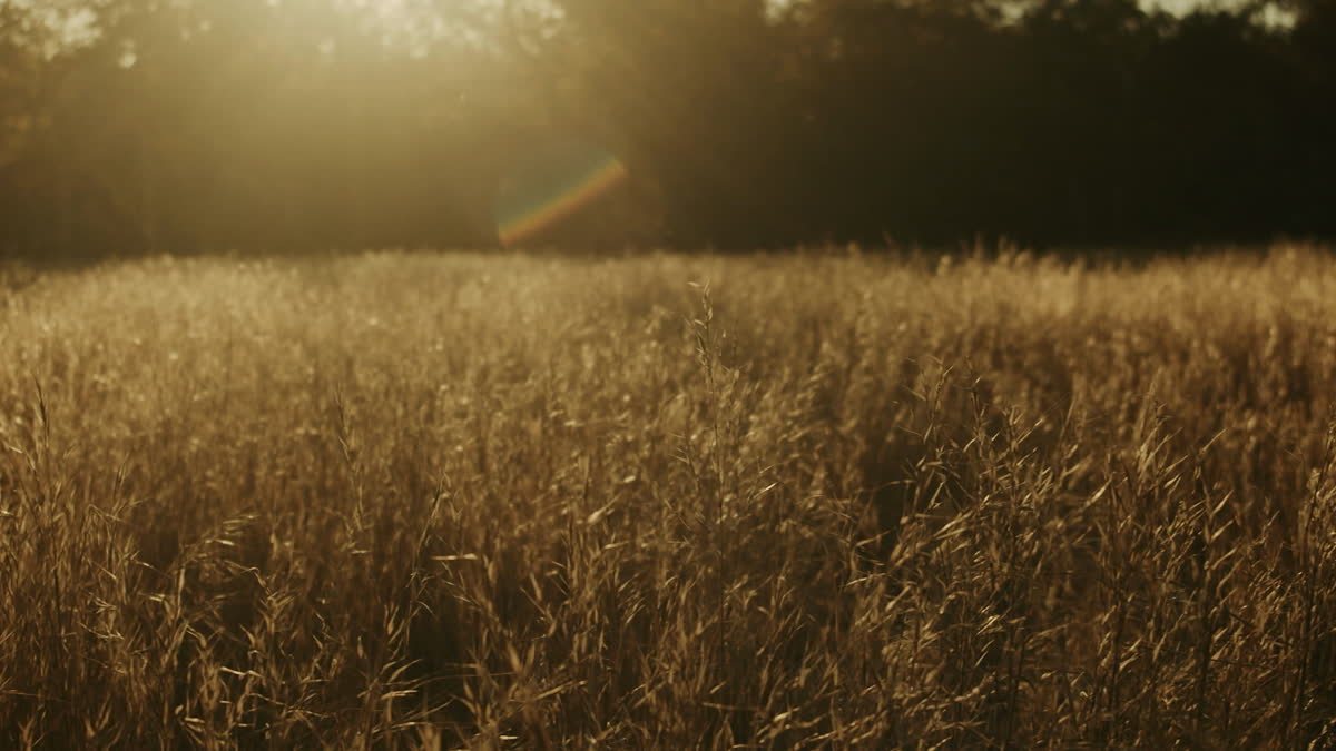 Autumn Meadow Still 18