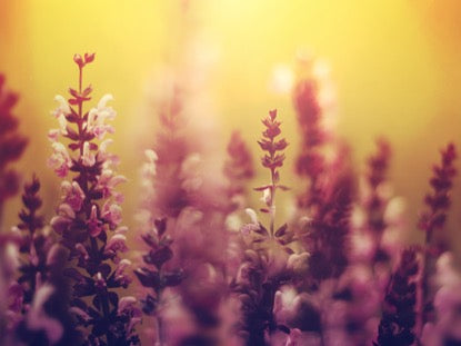 Vibrant Blooms Motion 2