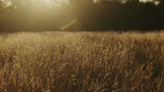Autumn Meadow Motion Background 18