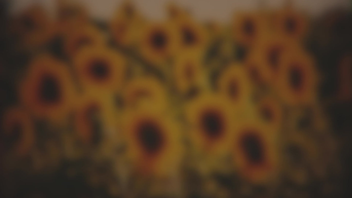 Vintage Sunflowers Sunward Blur Still