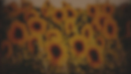 Vintage Sunflowers Sunward Blur Still