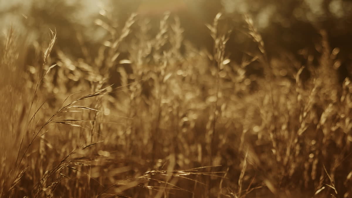 Autumn Meadow Still 03