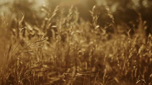 Autumn Meadow Still 03