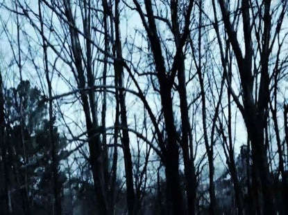 Tree Grunge Cool