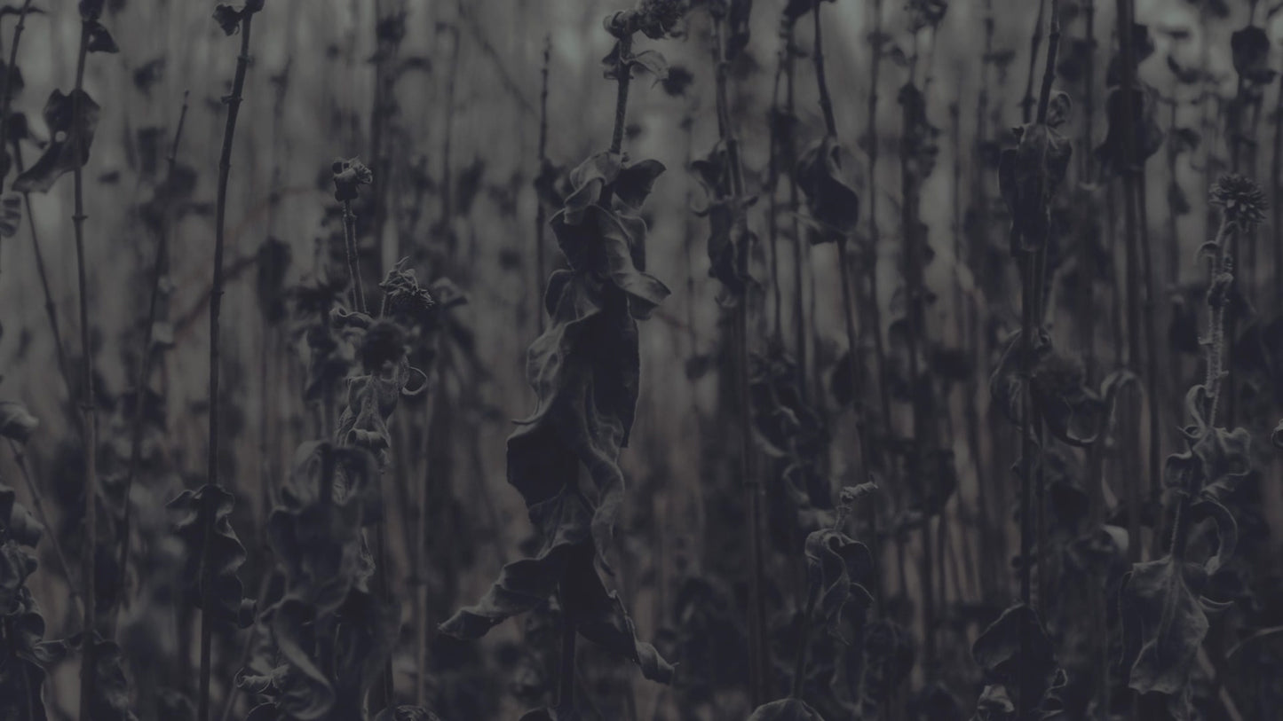 Bleak Beauty Stalks Fade Still