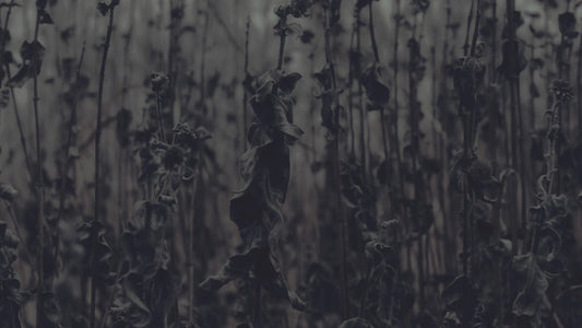 Bleak Beauty Stalks Fade Still