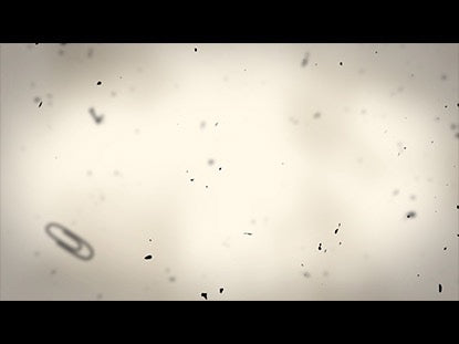 Living Sacrifice Blank Motion 01