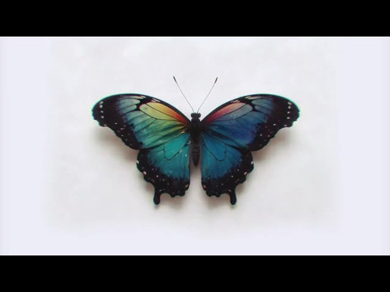 Butterflies 1