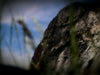 Immovable Rock