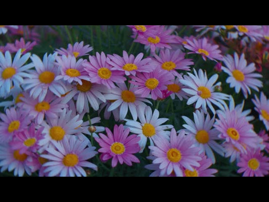 Springs Embrace Motion Background 18